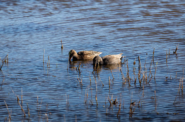 two ducks in the lake
