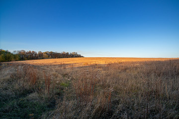 Landscape with wild field at sunset