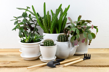 home floriculture. plant transplant in a pot with garden tools on a white wooden table. modern interior with many plants