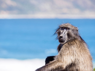 A lone adult male Chacma baboon in the Western Cape gazes in a contemplative manner while facing the camera, with a blue Atlantic ocean behind him.