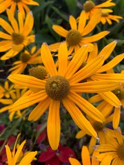 yellow flowers in garden