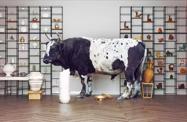 bull in a China shop.