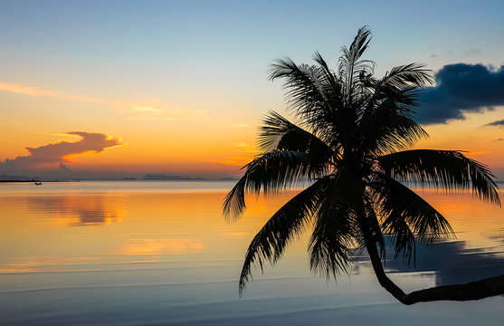 Sunset over the ocean with tropical palm tree silhouette