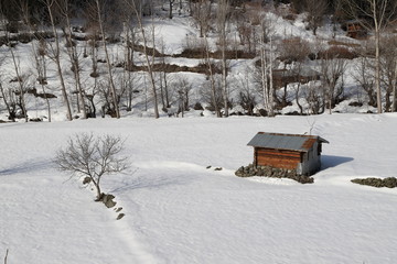 wintertime landscape photos and snowy pine trees.artvin/turkey