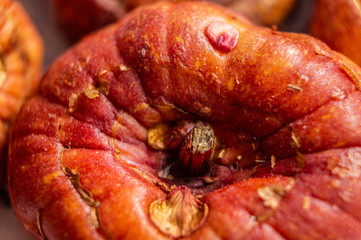 Bulbs of plant seeds close-up. Macro photography