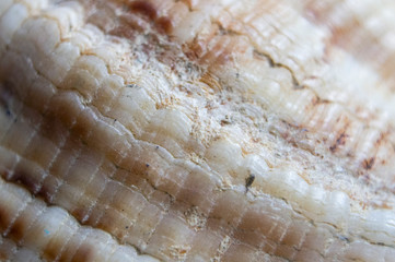 Sea ocean shells crustaceans close-up. Macro photography