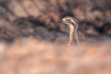 Portrait of a wild Bush stone curlew (Burhinus grallarius) with burnt woodland background