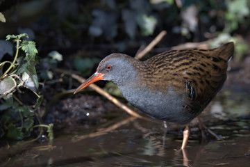Water rail