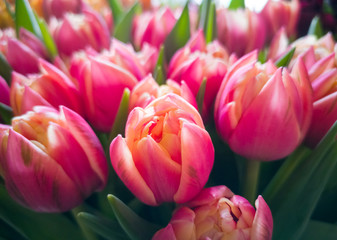 Bouquet of pink and orange tulips