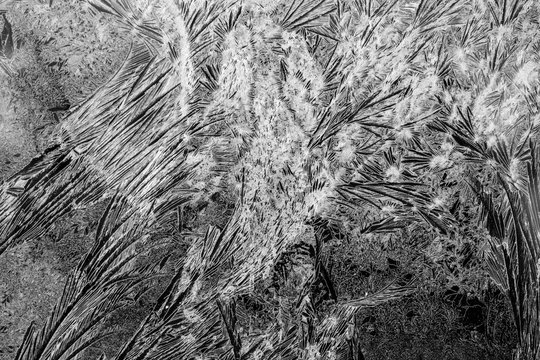 Icy monochrome pattern on glass. White ice on a black background. Frosty weather. Concept of the New Year, Christmas.