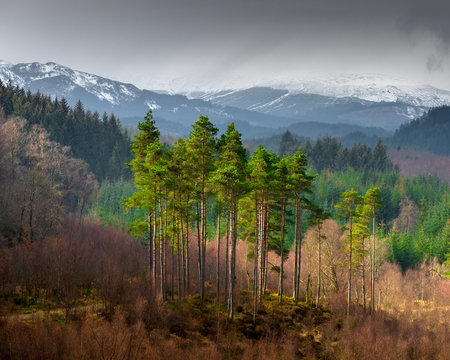 Scots Pines in the Loch Ard Forest
