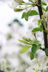 Spring apple blossom in Rostov Kremlin garden, Yaroslavl oblast, Russia