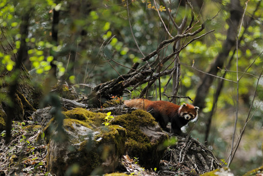 Red panda in forest