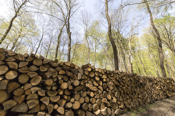 Forstarbeiten im Frühling