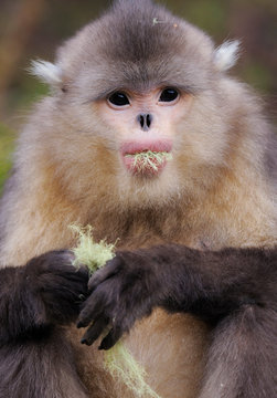 Portrait of Yunnan snub-nosed monkey