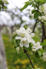 Spring apple blossom in Rostov Kremlin garden, Yaroslavl oblast, Russia