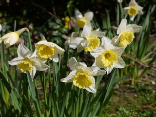 Narzissen