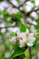 Spring apple blossom background. Fruit tree flowers 