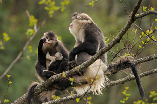 Yunnan snub-nosed monkeys sitting in tree