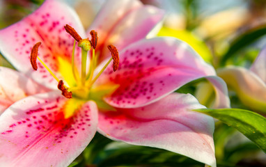 Lily flower, Lilium (true lilies) is a genus of herbaceous flowering plants growing from bulbs with an isolated background, focused on the blossom of the lily