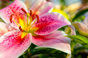 Lily flower, Lilium (true lilies) is a genus of herbaceous flowering plants growing from bulbs with an isolated background, focused on the blossom of the lily