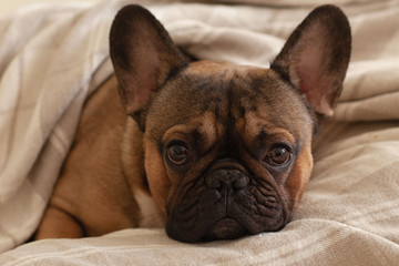 Snout of the sleepy dog (french bulldog) under the blanket on the bed.