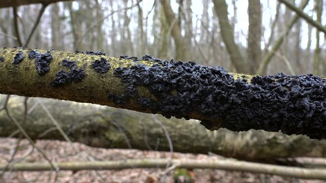 Big clusters of Exidia Nigricans fungus (Black Witches' Butter) on a fallen tree at spring.
