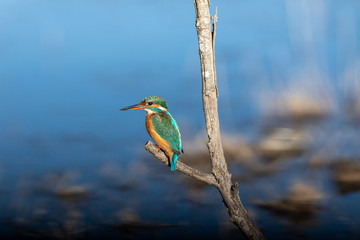kingfisher on a branch