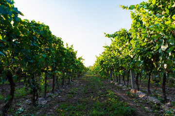 Fototapeta na wymiar Vineyard at sunset in autumn harvest. Harvesting time or winemaking concept