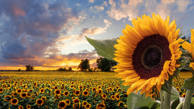 Romantic sunflower field in the sunset with impressive sky and big sunflower in the foreground.