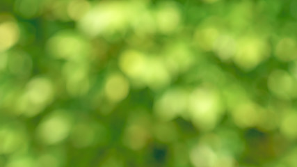 abstract blur background.green light bokeh nature background,Soft focus