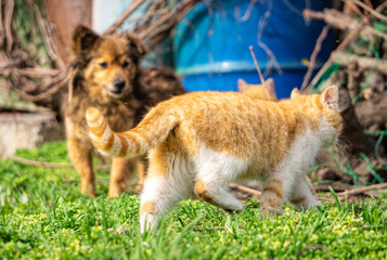 Cats and dogs. Pets in an old abandoned village spring garden