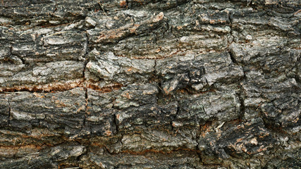  The surface of the tree trunk has a pattern.