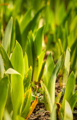 Spring garden. sprouted iris leaves in the spring sun