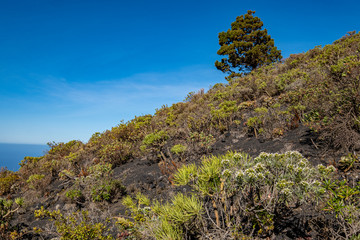 La Palma - la isla bonita 12