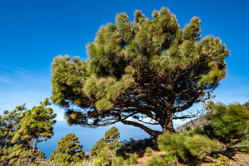 La Palma - la isla bonita 11