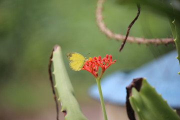 yellow butterflies play in the meadow on the edge of the village