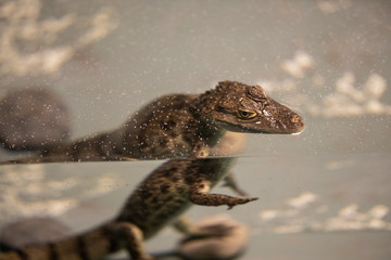 a crocodile at the zoo