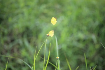 yellow butterflies play in the meadow on the edge of the village