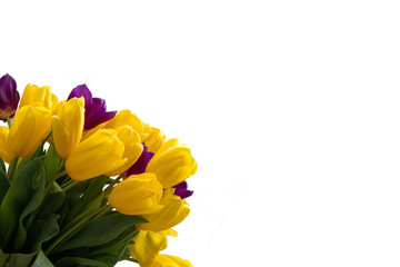 Spring banner. Purple pink and yellow tulip bouquet on the white background. Easter and spring greeting card. Woman day concept. Copyspace for text.