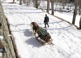 guiding his two oxen to pull the tree in the winter time.artvin/turkey