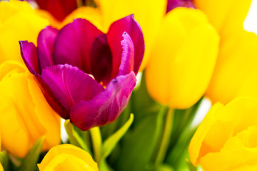 Spring banner. One purple pink tulip in yellow tulip bouquet. Unique. Easter and spring greeting card. Woman day concept. Copyspace for text.