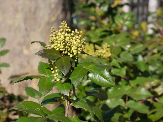 Blüten im Frühling