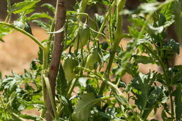 Tomate verte en plan rapproché sur pied du jardin bio