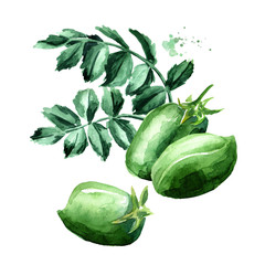 Chickpeas green pods and leaves. Hand drawn watercolor illustration  isolated on white background