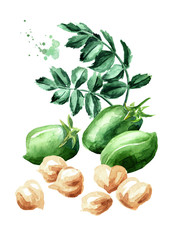 Chickpeas green pods, peas and leaves. Hand drawn watercolor illustration  isolated on white background