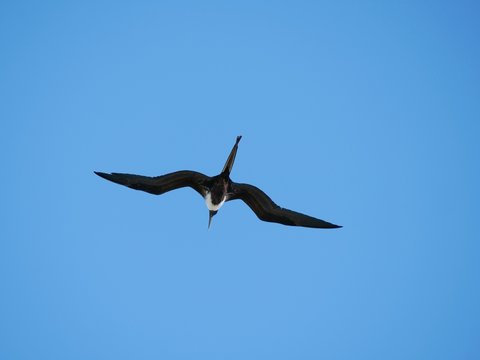 Fr&eacute;gate en vol dans le ciel des Antilles
