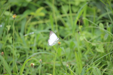 White butterflies play in the meadow on the edge of the village