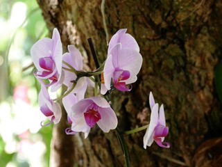 Orchidées roses au jardin botanique de Deshaies en Guadeloupe