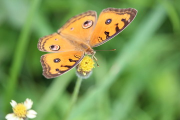 Brown butterflies play in the meadow on the edge of the village